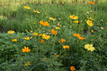 Cosmos flowers in the afternoon of the day.