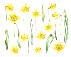 Foto auf Acrylglas Watercolor isolated yellow daffodils flowers on white background. Buds, leaves isolated. Great for Easter, Spring floral arrangements, prints, valentine day © Olga