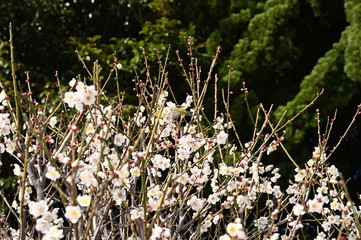 Camelia flowers are the signs of spring