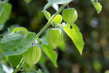 Lantern shaped fruit of the Cape gooseberry - Physalis peruviana.