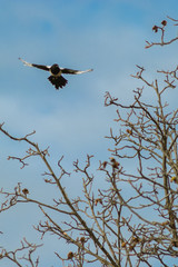 Magpie bird in spring season 