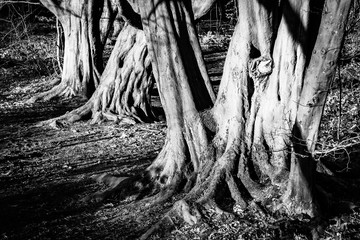 baumstämme in schwarz-weiss kahl im winter