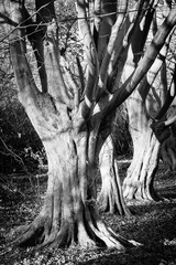 baumstämme in schwarz-weiss kahl im winter