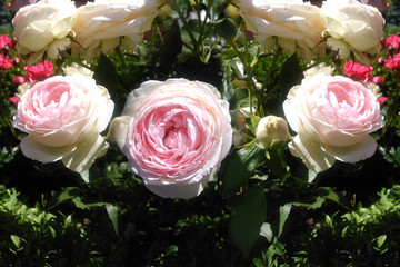 A photograph of white-pink roses. Blooming rose.