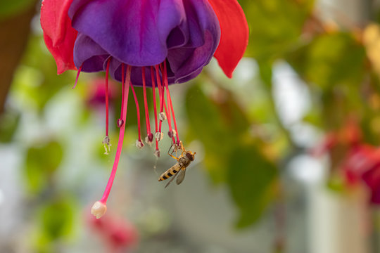 close up of a single pink fuschia bloom