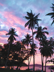Obraz premium palm trees at sunset