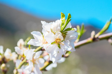 Beautiful blooming almond tree with flowers in full bloom in Santiago del Teide, Tenerife, Canarias Islands,Spain.