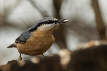 Nuthatch bird in the wildlife 