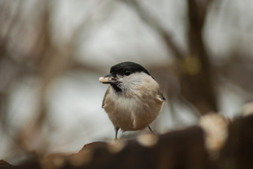 Poecile palustris bird eating sunflower seeds in the forest