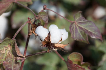 cotton boll on branch close up