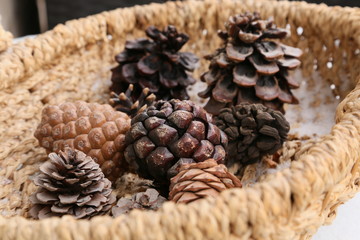 Collection of bumps of different color and size from different trees in the basket
