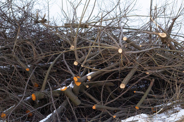 The sawn-off branches of the shrub lie in the snow. A close-up. You can see the places of saws on the branches - obrazy, fototapety, plakaty
