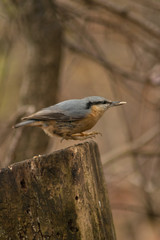 Nuthatch bird in the wildlife 