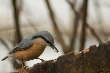 Nuthatch bird in the wildlife 