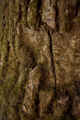 Texture of old tree bark covered with moss. Close up.