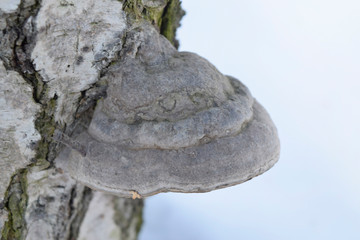 Tinder fungus on a birch trunk. Close up.