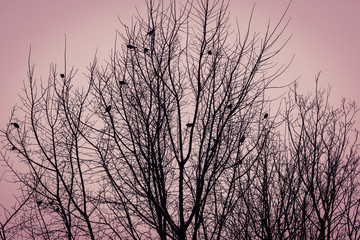 Blurred silhouettes of tree branches and birds on a beige and pink background. A mystical landscape.