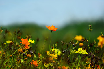 blooming yellow flowers in garden