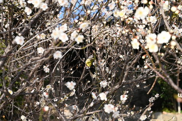 Camelia flowers are the signs of spring