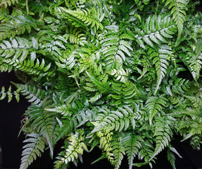 Naklejka na ściany i meble fern wall tropical vertical garden 
