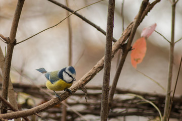 Blue tit sitting on branch in wildlife