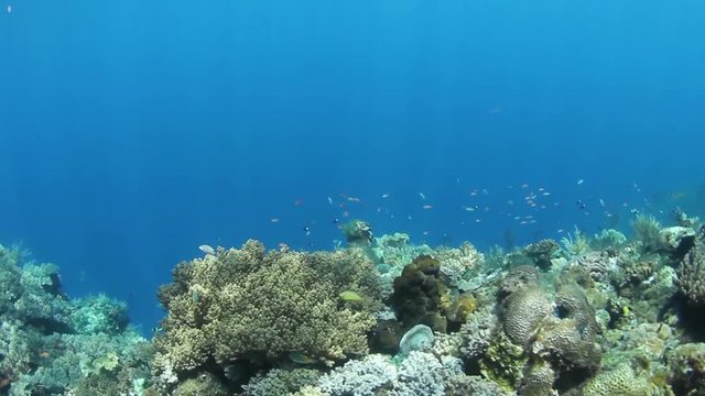 Underwater coral reef and fish video 