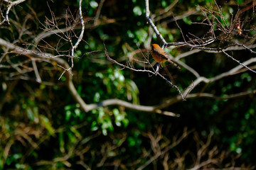 shrike on branch