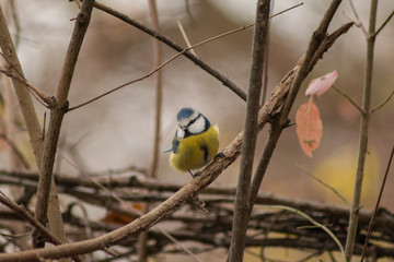 Blue tit sitting on branch in wildlife