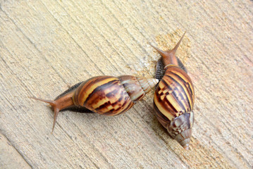 garden big snail on floor