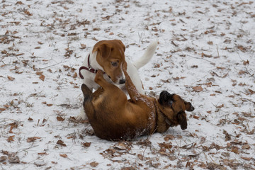 Jack russell terrier puppy and petit brabancon puppy are playing in the winter park. Pet animals.