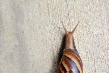 garden big snail on floor
