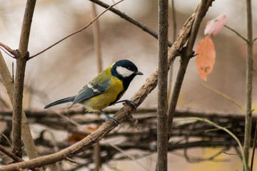Parus major birds wildlife