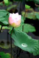 Pink lotus flower in pond, background is the lotus leaf