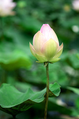 Obraz premium Pink lotus flower in pond, background is the lotus leaf
