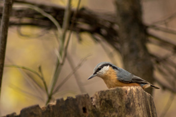 Nuthatch in forest wildlife bird