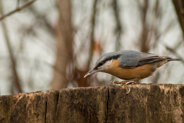 Nuthatch bird wildlife nature passerine