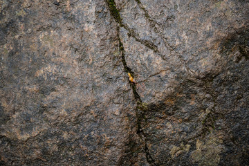 Texture of wet stone covered with moss. Background image of macro photography texture stone