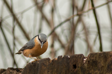 Nuthatch bird wildlife nature passerine