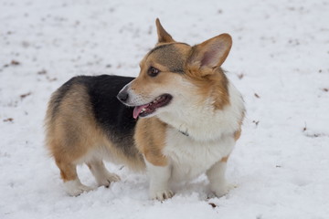 Cute pembroke welsh corgi puppy is standing in the winter park. Pet animals.