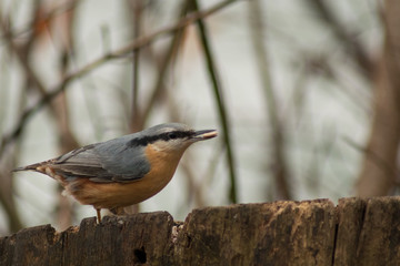 Nuthatch bird wildlife nature passerine