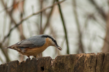 Nuthatch bird wildlife nature passerine