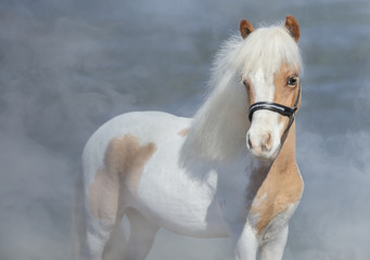 Paint American Miniature Horse on nature background.