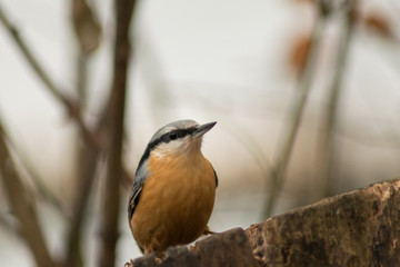 Nuthatch bird wildlife nature passerine