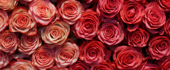 Fototapeta premium Natural roses wall background