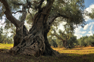 Fototapeta na wymiar Old olive tree in the olive garden.