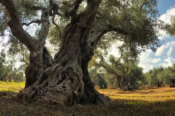 Fototapeten Old olive tree in the olive garden. © Mny-Jhee