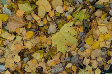 Graphic resources abstract textured walkway background in autumn foliage park