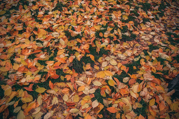 Autumn colored leaves in the park IV