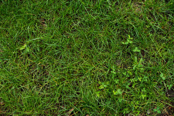 The texture of the green lawn. Background image of green fresh grass