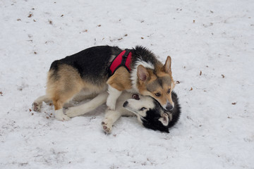 Cute pembroke welsh corgi puppy and siberian husky are playing in the winter park. Pet animals.